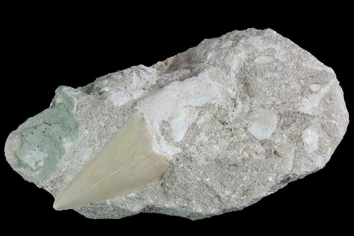 Bargain, Otodus Shark Tooth Fossil In Rock - Eocene #87023